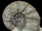 Unusual, Triassic Ammonite (Ceratites) Fossil - Germany #94058-2